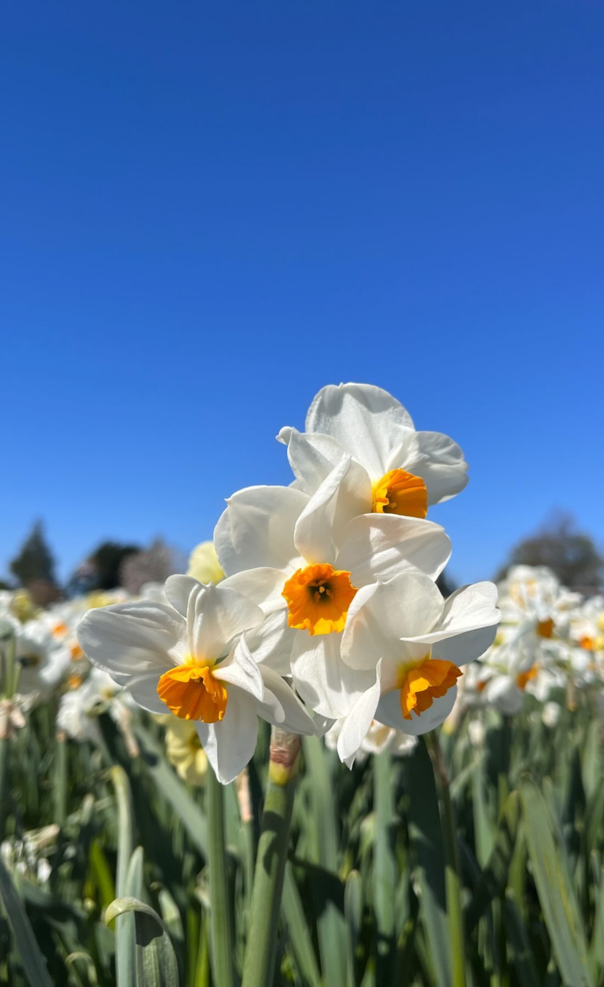 White daffodils with orange centers against a blue sky