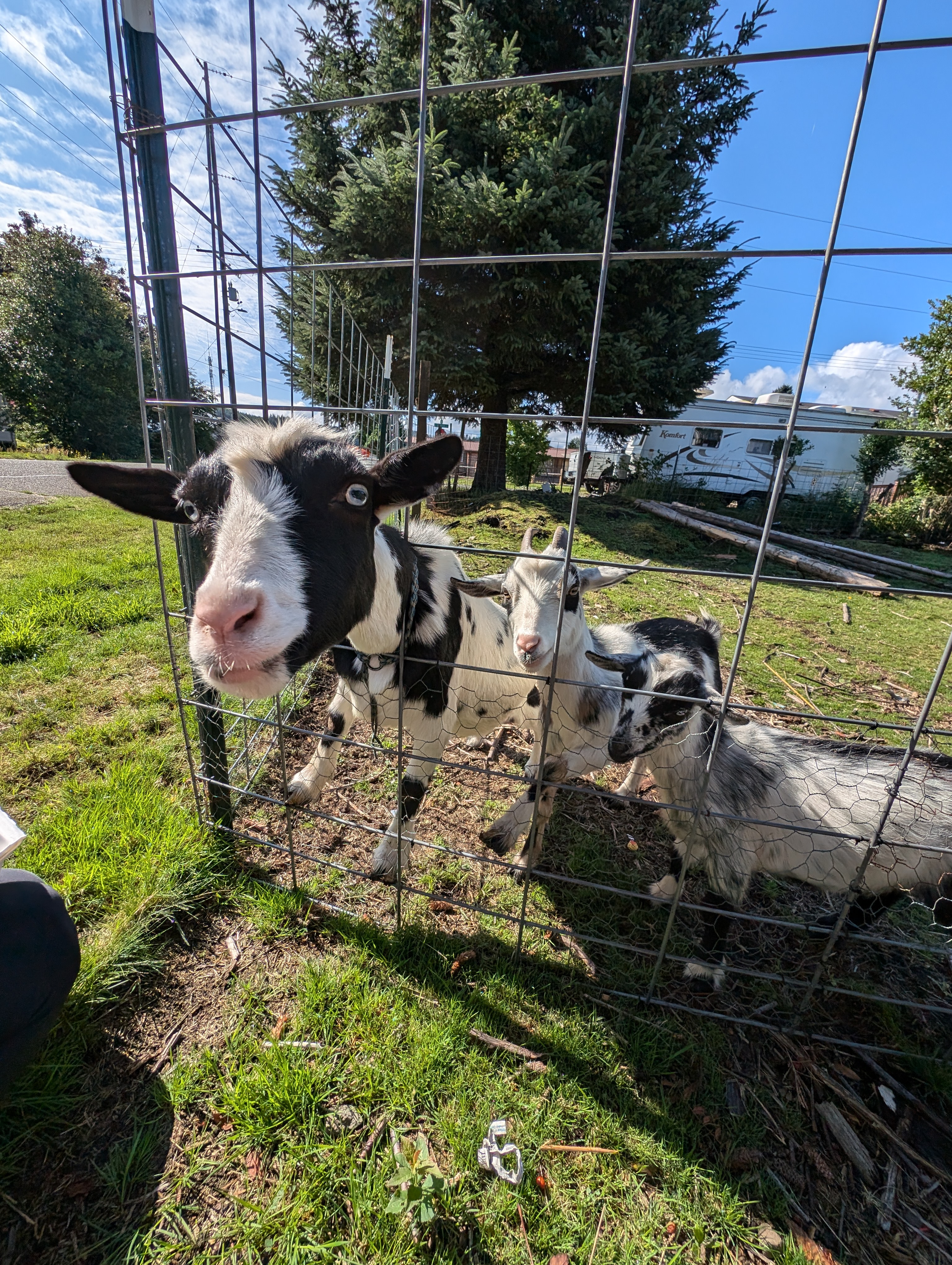 Goats looking through a farm fence