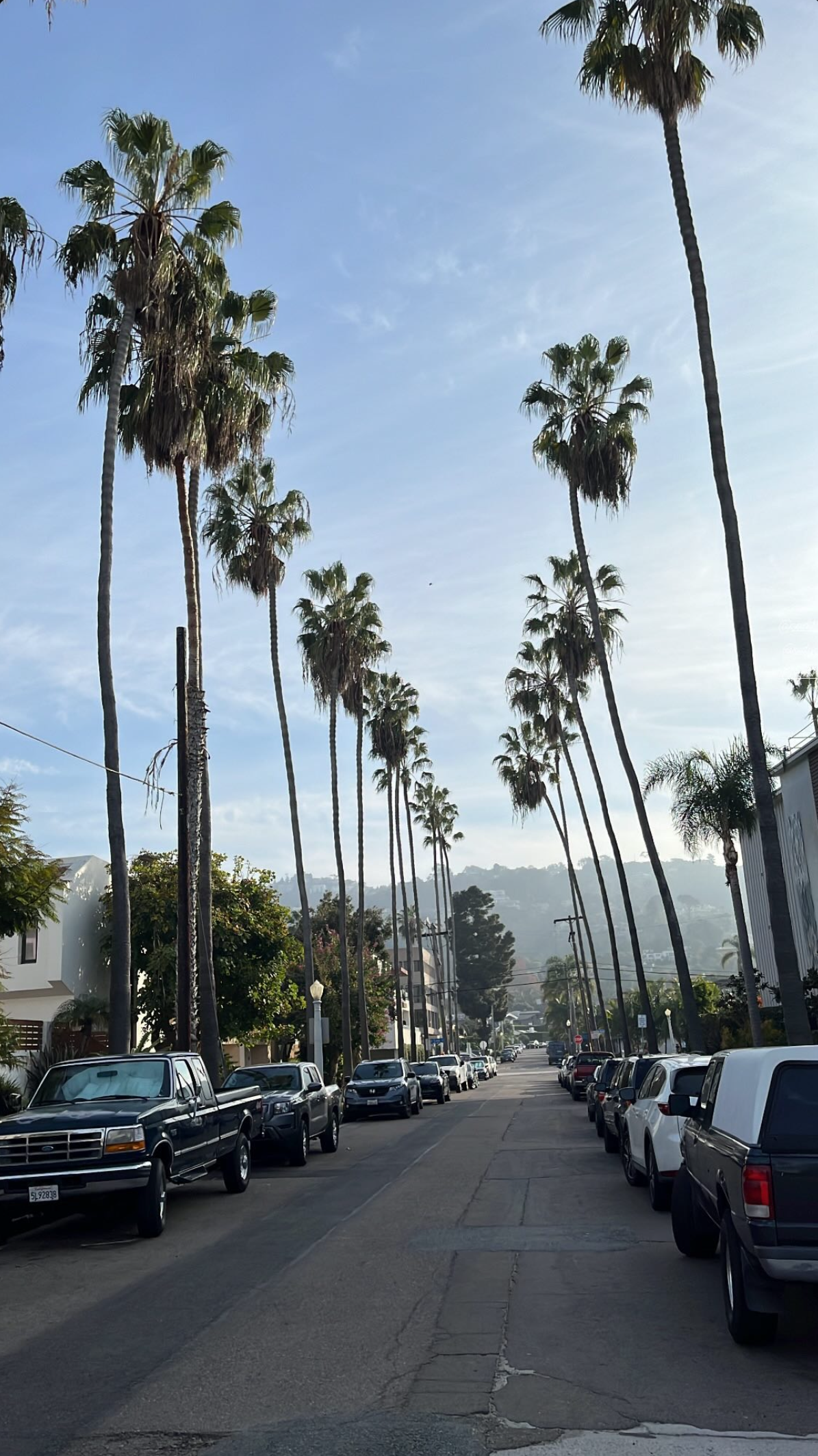 Palm-lined street stretching toward distant hills