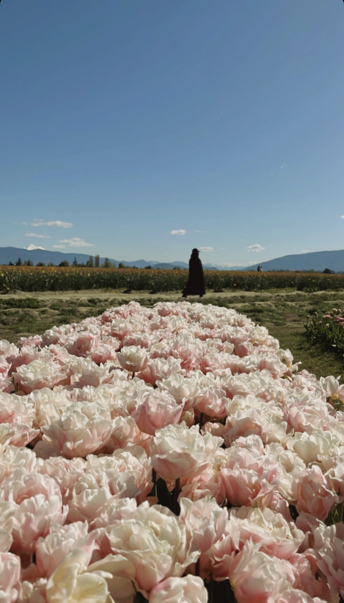 Pink tulip field under a clear blue sky