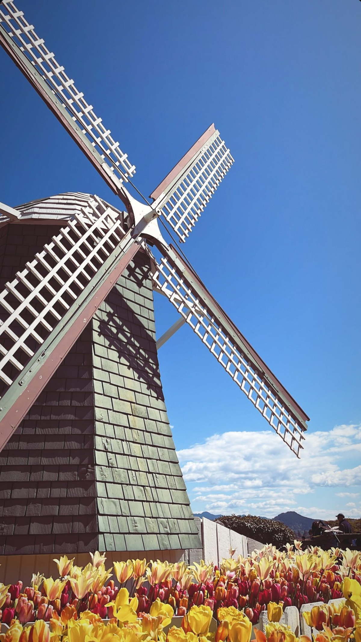 Windmill above a garden of tulips